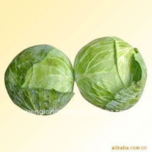 purchase green cabbage low price 2011(NEW)